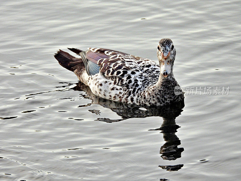 黑条纹番鸭(Cairina moschata) -在湖中游泳的雌性